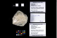 Foto (Objekt + Etikett) von Goniodromites indet.  (NHMW-GEO-1990-0041-2559)